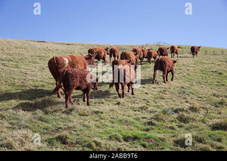 Bovins à viande Salers, Cartel, Massif Central, France Banque D'Images