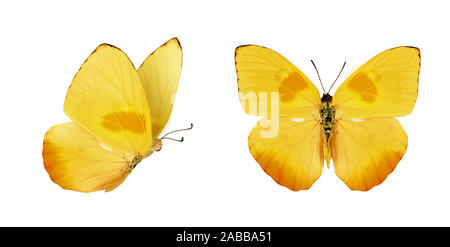 Deux beaux papillons Phoebis philea jaune isolé sur fond blanc. Papillon aux ailes de propagation et d'envol. Banque D'Images