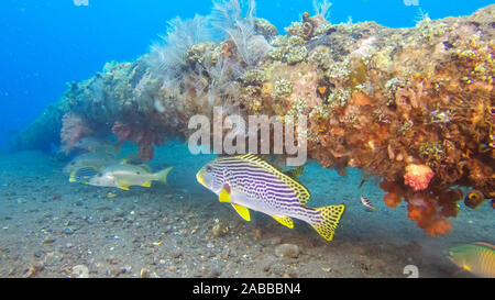 Sweetlips bordée diagonal au liberty naufrage à tulamben sur Bali Banque D'Images