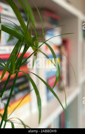 Accueil intérieur détail - un papyrus de près de fleurs, paniers-bookcshelf blanc pur avec des livres dans l'arrière-plan. Banque D'Images