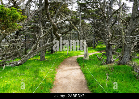 Un chemin à travers les courbes de l'herbe verte luxuriante parsemée de fleurs sauvages jaunes sous une forêt de cyprès de arbres de Point Lobos State Preserve, Carmel Banque D'Images