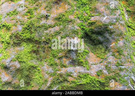 Vue rapprochée de rochers couverts de mousse verte et orange et de lichen à l'Ryusogadaki cascade, préfecture de Fukui, au Japon. Banque D'Images