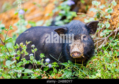 Close up of black le sanglier dans les forêts des montagnes du nord du Vietnam, près de Sapa, l'Asie Banque D'Images