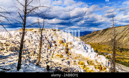 Arbres morts causés par les eaux riches en minéraux et les vapeurs de printemps sur la terrasse principale, par les ressorts de mammouth dans le Parc National de Yellowstone, Wyoming, USA Banque D'Images