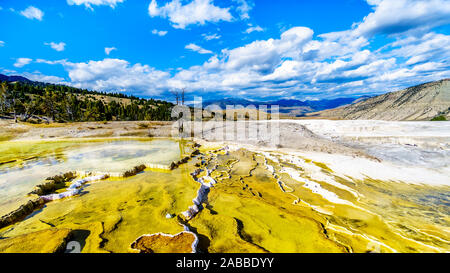 L'eau chaude et les minéraux de la création d'une terrasse, elles coulent de source dans la palette de Mammoth Springs Parc National de Yellowstone, Wyoming, Etats-Unis Banque D'Images