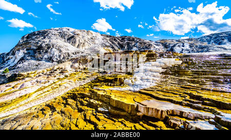 L'eau chaude et les minéraux de la création d'une terrasse, elles coulent de source dans la palette de Mammoth Springs Parc National de Yellowstone, Wyoming, Etats-Unis Banque D'Images