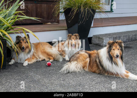 Trio de belle apparence soignée et sable noir avec revêtement rugueux Collies assis à l'ombre Banque D'Images