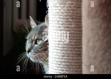 Beau chat timide se cache derrière son arbre à chat. la lumière de la lumière sur ses grands yeux verts et de longues wiskers Banque D'Images