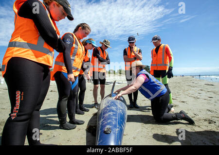 Cours de formation Project Jonah, Nelson, Nouvelle-Zélande Banque D'Images