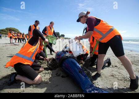 Cours de formation Project Jonah, Nelson, Nouvelle-Zélande Banque D'Images