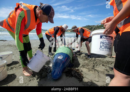 Cours de formation Project Jonah, Nelson, Nouvelle-Zélande Banque D'Images