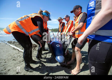 Cours de formation Project Jonah, Nelson, Nouvelle-Zélande Banque D'Images