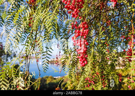 Branches de poivre brésilien (Philadelphus belle ou aroeira ou rose) avec des fruits sur fond de paysage marin Banque D'Images