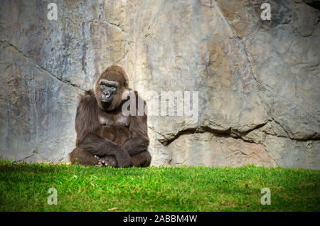 Un grand gorille mâle calme stoïque assis calmement dans l'herbe, devant un mur de pierre comme il regarde au loin dans la distance Banque D'Images