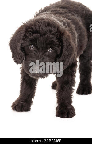 Close up of young black labradoodle puppy isolé sur blanc. Studio shot. Banque D'Images