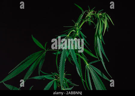 Photos thématiques du chanvre et marijuana vert feuille de cannabis. image de fond. Feuilles vert vif de la marijuana close-up avec un modèle distinct et la texture. Banque D'Images