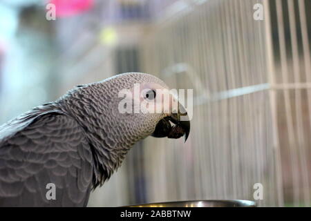 Cute et styliste bird Banque D'Images