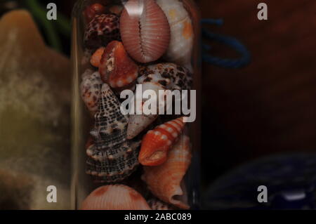 Gros plan macro d'une collection de petits coquillages dans une petite bouteille en verre sur une étagère de bibelots. Banque D'Images