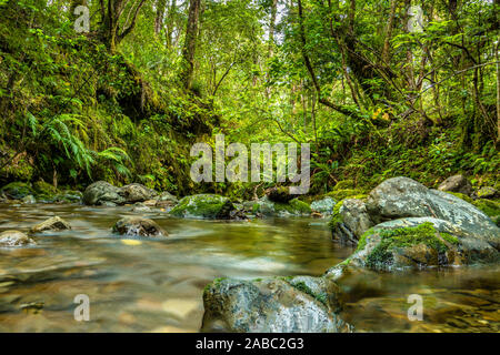 Lush et vibrante couleur verte de la végétation et la machine à vapeur qui sillonne les indigènes intactes dans le bush gammes Tararua Banque D'Images