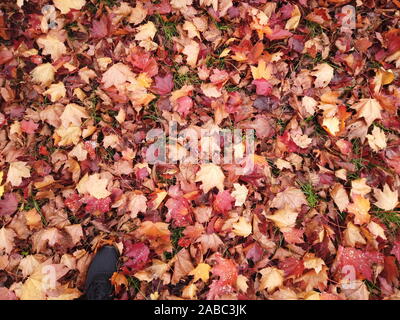 Les feuilles tombées et rouge pied en vue de dessus de l'espadrille noire Banque D'Images