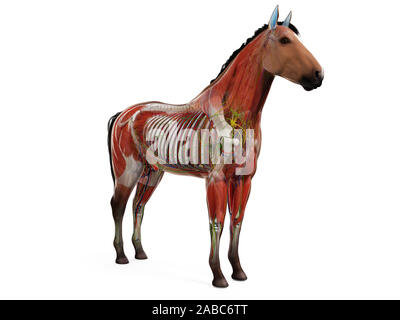 Rendu 3D de l'anatomie anatomie équine Banque D'Images