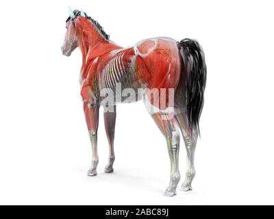 Rendu 3D de l'anatomie anatomie équine Banque D'Images