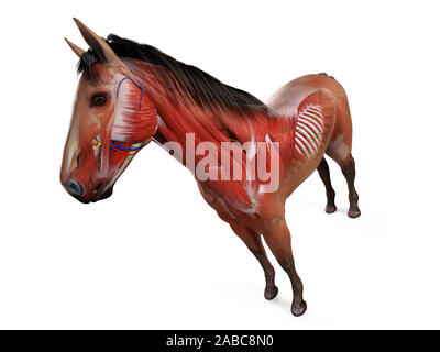 Rendu 3D de l'anatomie anatomie équine Banque D'Images