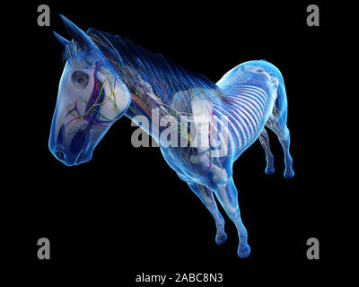 Rendu 3D de l'anatomie anatomie équine Banque D'Images