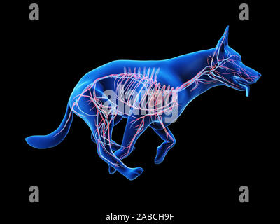 Rendu 3D précis médicalement illustration d'un système circulatoire les chiens Banque D'Images