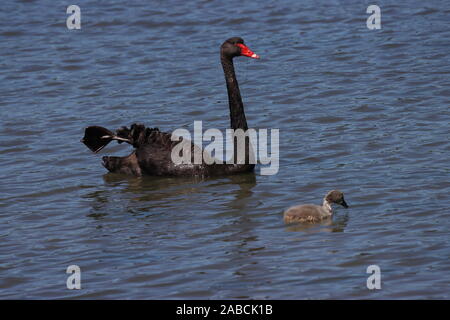 Black Swan : Les deux sexes sont semblables, mais la femelle est nettement plus petite que le mâle. Cygnets sont gris avec un bec noir. Banque D'Images