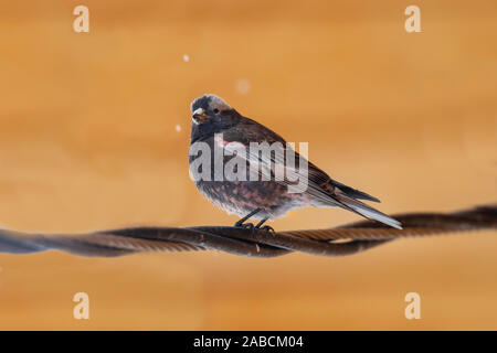 Roselins Leucosticte atrata Black Walden, Colorado, United States 30 avril 2019 mâles adultes Fringillidae Banque D'Images