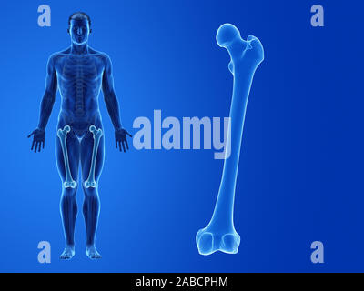 Médicalement en rendu 3d illustration de la précision de l'fémur Banque D'Images