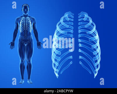 Rendu 3D précis médicalement illustration de la côtes humaines Banque D'Images