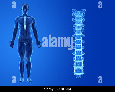 Rendu 3D précis médicalement illustration de la colonne thoracique humaine Banque D'Images