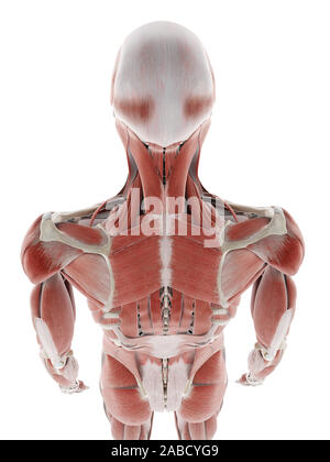 Médicalement en rendu 3d illustration de la précision des muscles du dos Banque D'Images