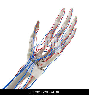 Médicalement en rendu 3d illustration de précision les vaisseaux sanguins de la main Banque D'Images