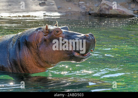 - L'Hippopotame (Hippopotamus amphibius) ou cheval de rivière avec tête de l'eau Banque D'Images