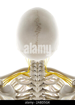 Médicalement en rendu 3d illustration précise des nerfs de la tête Banque D'Images