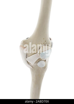 Médicalement en rendu 3d illustration de la précision des ligaments du genou Banque D'Images