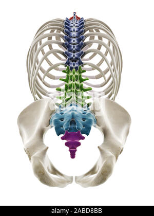 Médicalement en rendu 3d illustration de la précision des segments de la colonne vertébrale humaine Banque D'Images