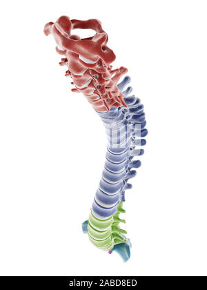 Médicalement en rendu 3d illustration de la précision des segments de la colonne vertébrale humaine Banque D'Images