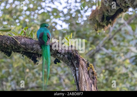 Un Quetzal resplendissant (Pharomachrus mocinno) photographié dans la forêt nuageuse de San Gerardo de dota, le Costa Rica. Banque D'Images