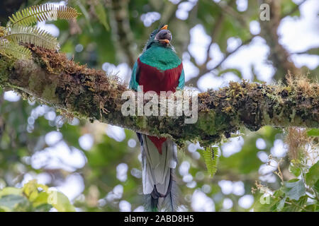 Un Quetzal resplendissant (Pharomachrus mocinno) photographié dans la forêt nuageuse de San Gerardo de dota, le Costa Rica. Banque D'Images