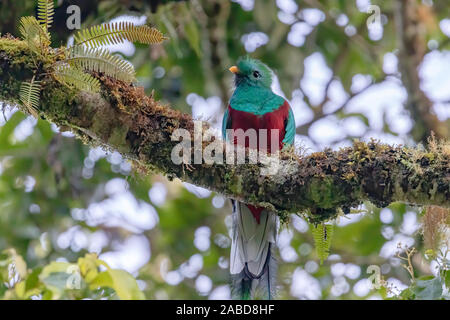 Un Quetzal resplendissant (Pharomachrus mocinno) photographié dans la forêt nuageuse de San Gerardo de dota, le Costa Rica. Banque D'Images