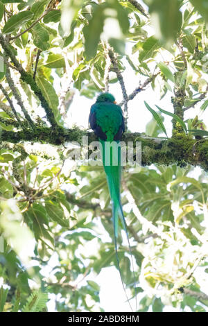 Un Quetzal resplendissant (Pharomachrus mocinno) photographié dans la forêt nuageuse de San Gerardo de dota, le Costa Rica. Banque D'Images