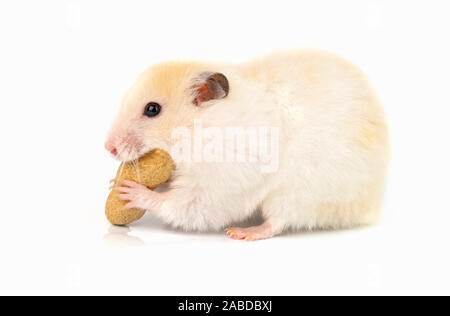 Cute hamster syrien mange feed isolé sur fond blanc Banque D'Images