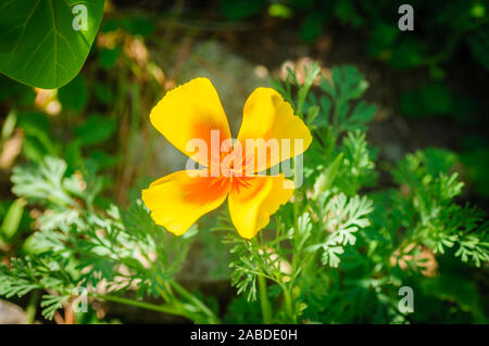 California Orange fleur de pavot à opium, ou Golden Cup d'or. Eschscholzia californica. Banque D'Images