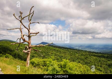 Un arbre isolé se dresse sur une colline à Shenandoah National Park, Virginia Banque D'Images