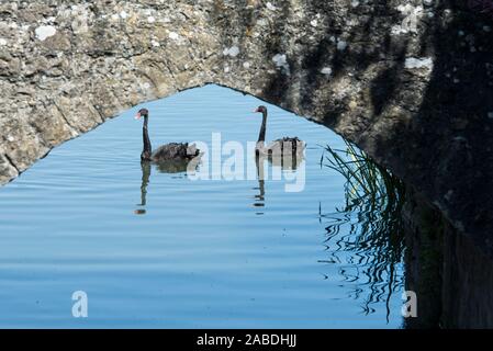 Pont de pierre sur l'arc gothique de la porte à la tour de château de Leeds deux cadres de la célèbre les cygnes noirs et leurs réflexions sur les douves du château. Copier l'espace. Banque D'Images