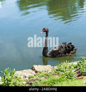 Un seul cygne noir au Château de Leeds. La natation sur le lac/douves près de la côte rocheuse sur une journée ensoleillée. Importé de l'Australie. Copier l'espace. Banque D'Images